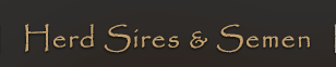 Herd Sires & Semen