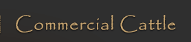 Commercial Cattle